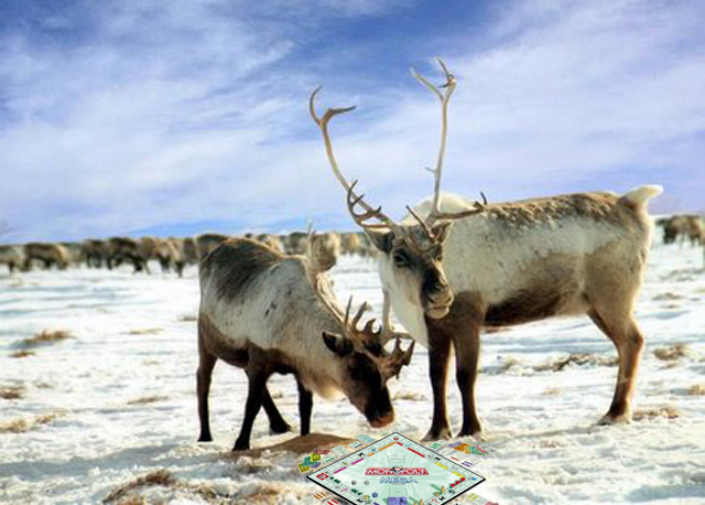 reindeer
